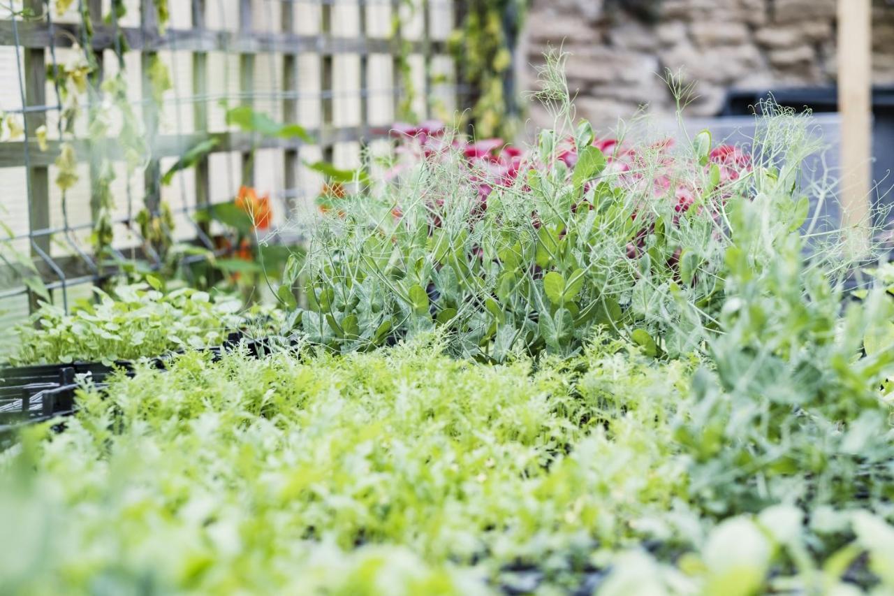 The Methuen Arms Hotel Corsham Exterior photo A garden in the UK